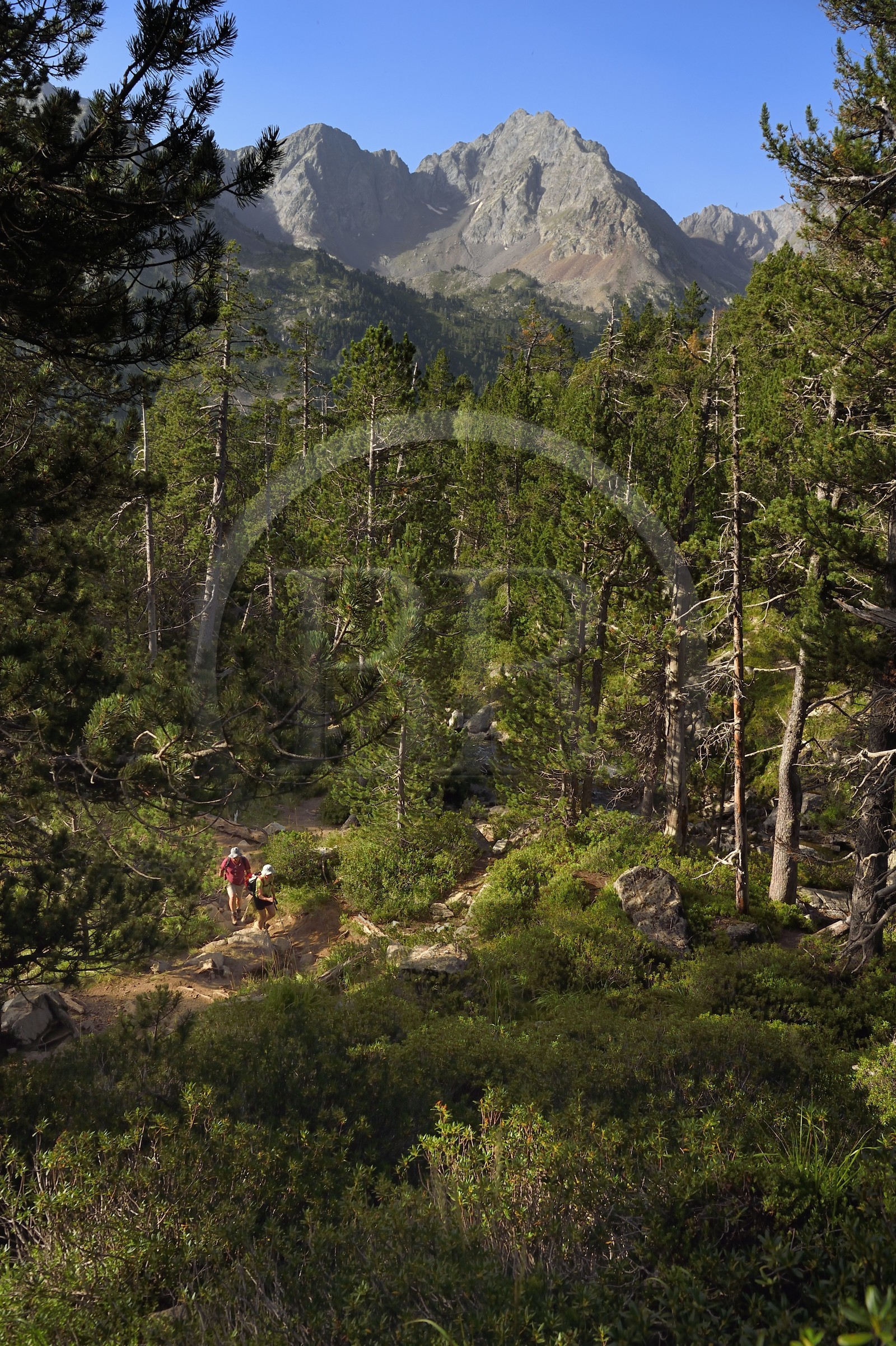 France, Hautes-Pyrénées (65), Saint-Lary-Soulan et Aragnouet, Réserve naturelle nationale du Néouvielle, randonnée des lacs du Neouvielle, randonneurs montant aux lacs des Laquettes