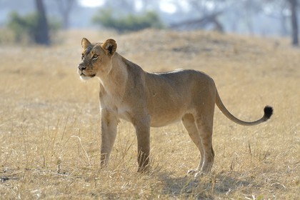 Zimbabwe, province de Matabeleland septentrional, parc national Hwange, lion (Panthera leo)