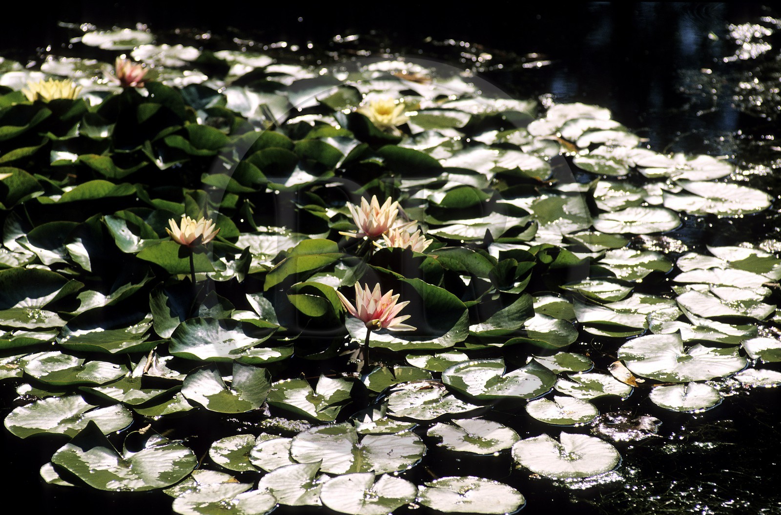 France, Eure, Giverny, Claude Monet Foundation garden, water garden