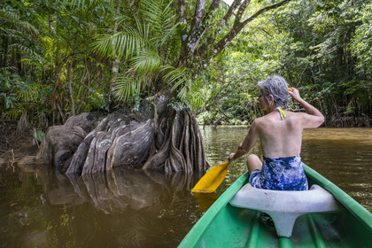 France, Guyane, Kourou, camp Maripas dans la forêt tropicale, découverte en canoé d'une crique, petite rivière, affluent du fleuve Kourou, Pterocarpus officinalis aux grands contreforts ondulés ou moutouchi-marécage en créole
