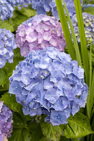France, Côtes d'Armor (22), Ploezal, chateau de la Roche-Jagu, hortensia dans le jardin