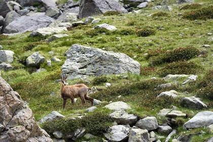 France, Alpes-Maritimes (06), parc national du Mercantour, Vallée des Merveilles, chamois à coté de la Roche de l’Autel