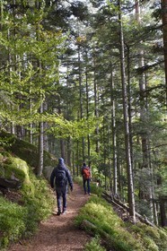 France, Haut-Rhin (68), Thannenkirch, randonnée dans le massif du Taennchel