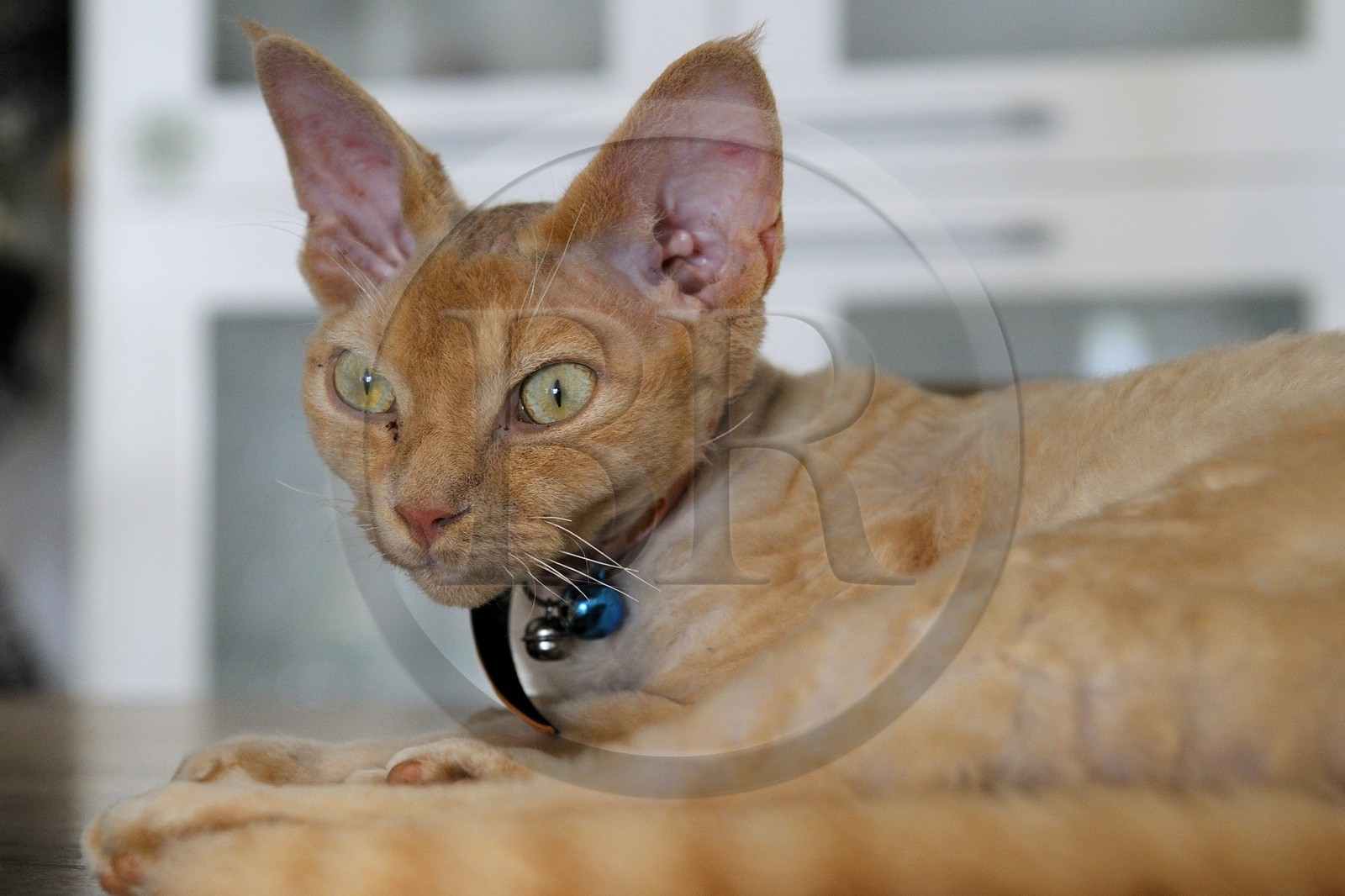 France, Ile de la Reunion, chat Devon Rex