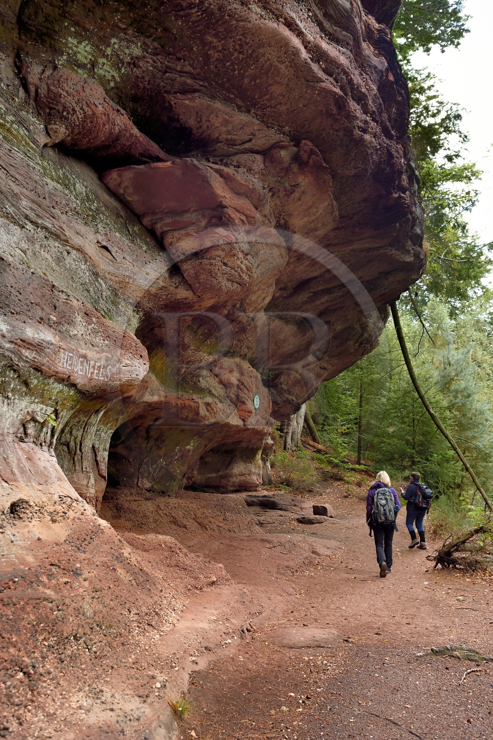 France, Bas-Rhin (67), Parc Naturel régional des Vosges du Nord, La Petite Pierre, randonneuses sur le sentier des Trois Roches au Rocher des Païens