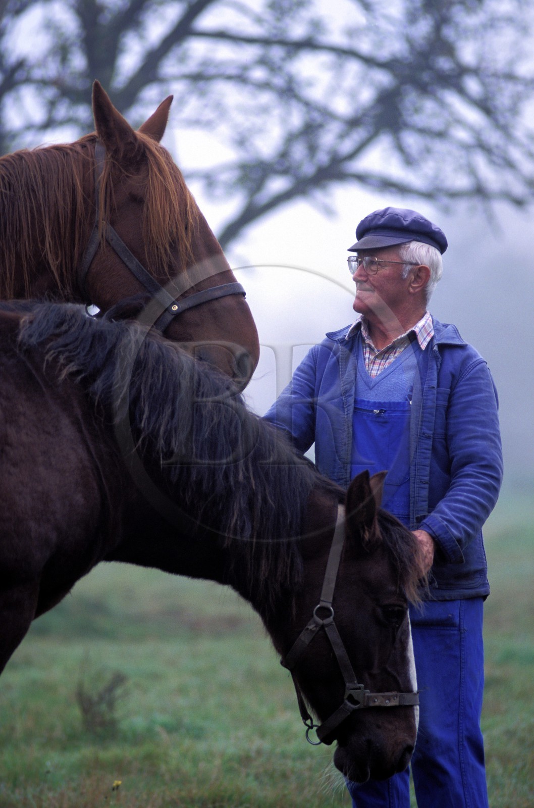 France, Ille-et-Vilaine (35), un paysan avec ses chevaux (commune de Beauvais)