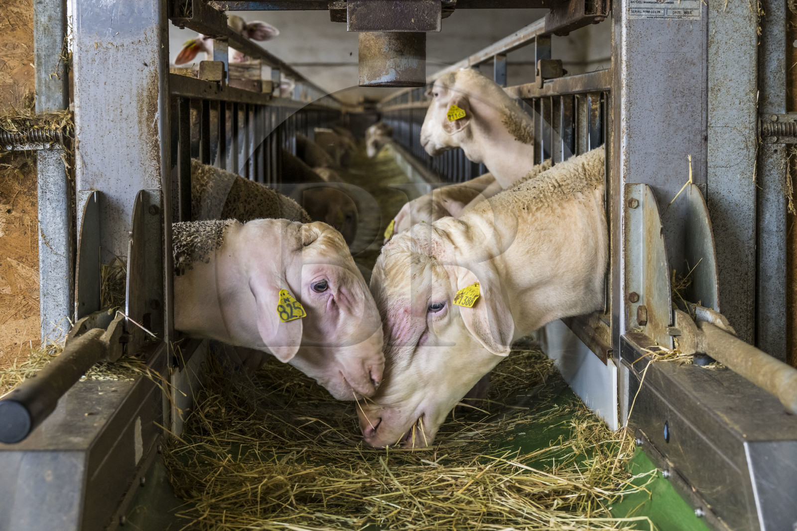 France, Aveyron (12), parc naturel régional des Grands-Causses, Versols-et-Lapeyre, ferme d'Hermilix, deux béliers Lacaune dont le lait des brebis sert pour l'élaboration du roquefort AOP