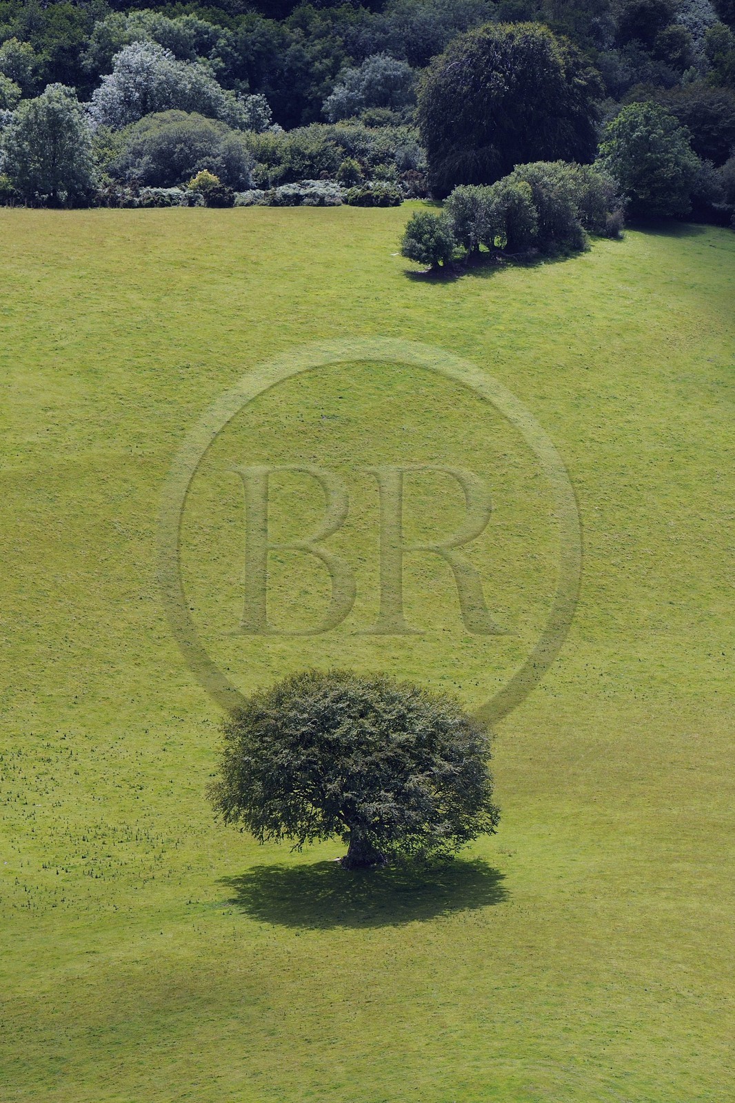 Royaume-Uni, Angleterre, Somerset, arbre dans un pré (vue aérienne)