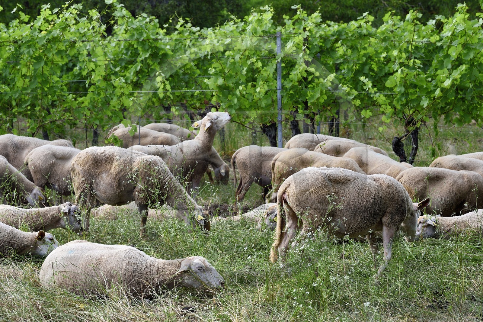 France, Bas Rhin, the Alsace Wine Route, Traenheim, Wine estate MULLER Charles & Fils, the folivorous sheep between the vines allow an organic maintenance
