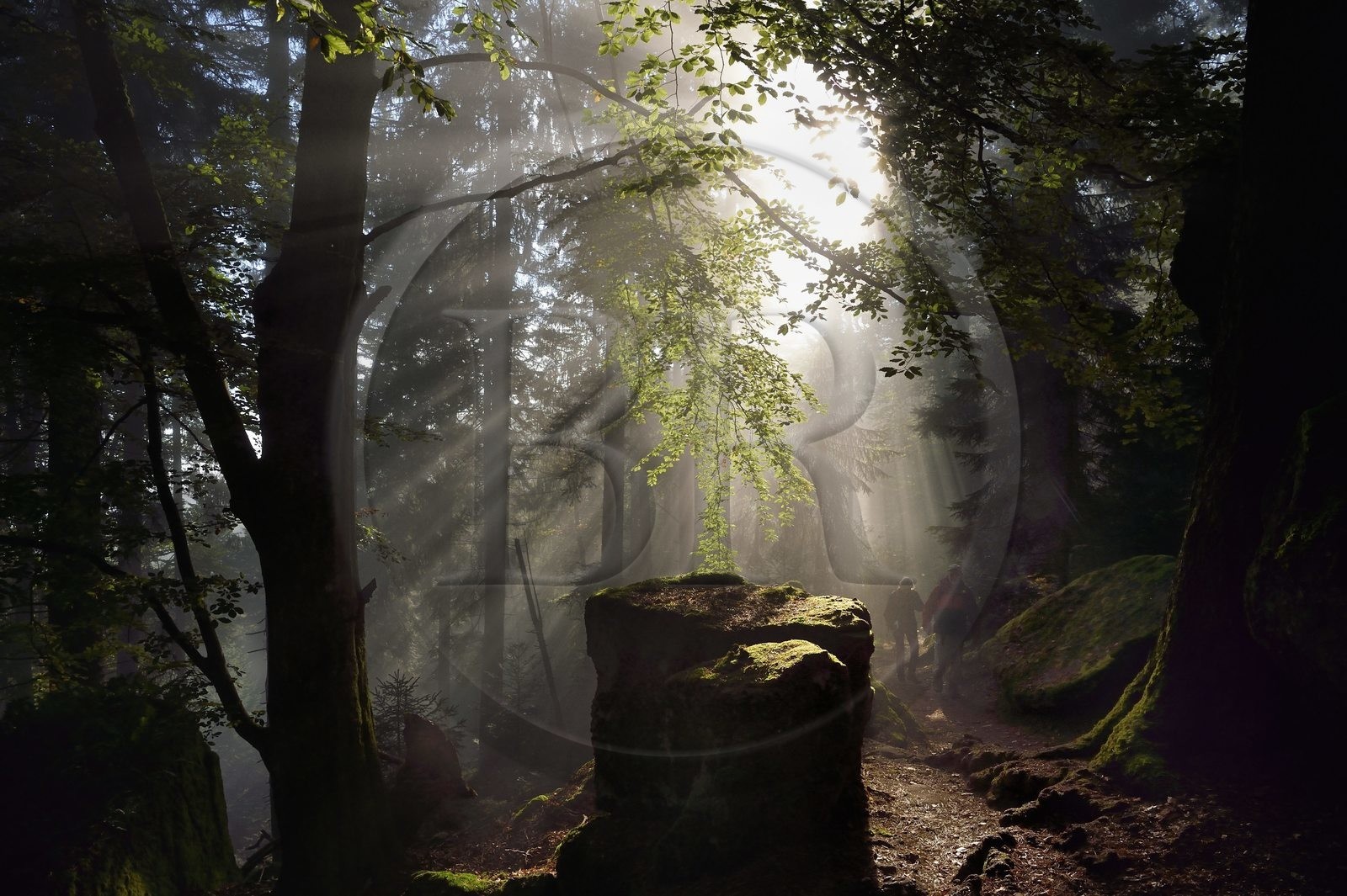 France, Bas Rhin, Mont Saint Odile, hike along the Pagan Wall, vestige of a wall probably from the Merovingian period with a total length of eleven kilometers, sunrise in the early morning mist