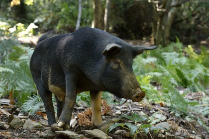 France, Haute-Corse (2B), Castagniccia, cochon semi-sauvages en liberté