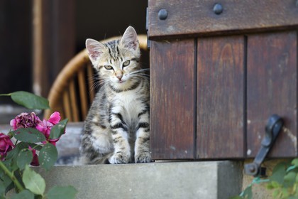 France, Dordogne (24), Jumilhac-le-Grand, chaton