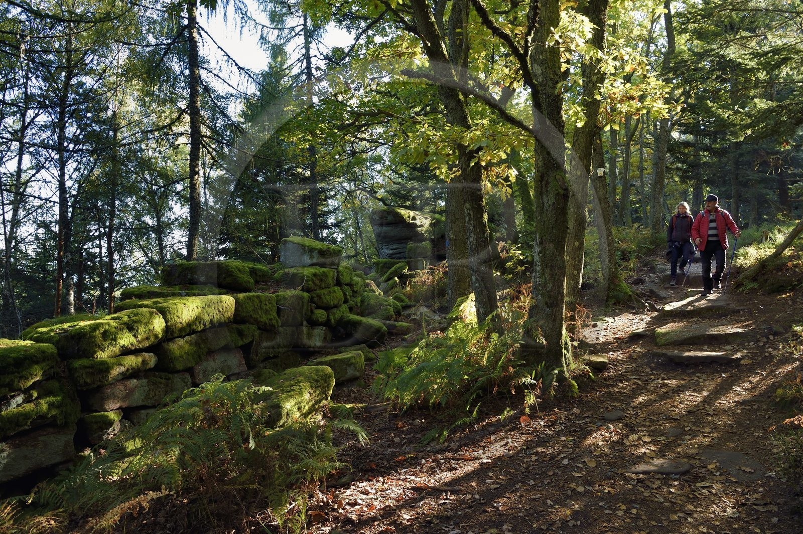 France, Bas-Rhin (67), Mont Saint-Odile, randonnée le long du Mur Païen, vestige d'un mur d'enceinte probablement de l'époque mérovingienne d'une longueur totale de onze kilomètres