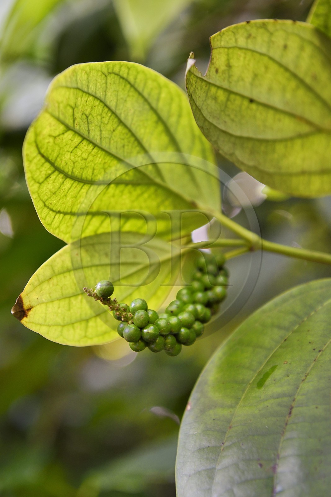 Sri Lanka, province du centre, district de Matale, Kawudupelella, Ranweli Spice Garden, graines de poivre