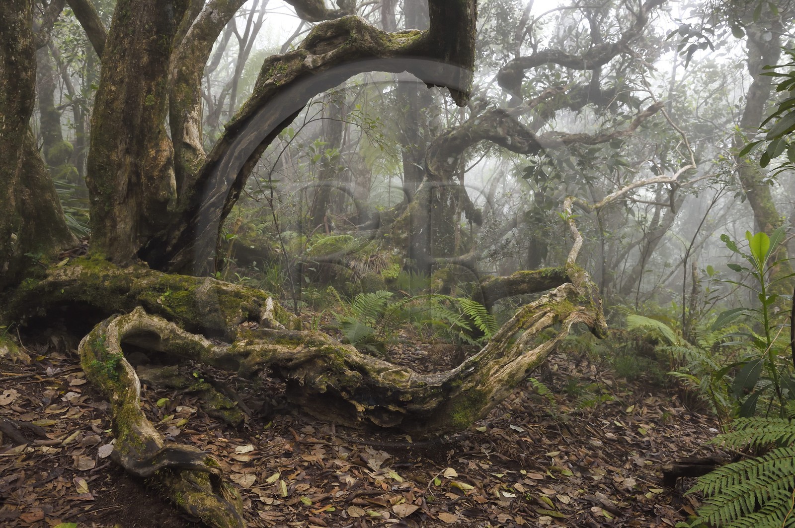 France, Reunion island (French overseas department), Le Tampon, Forest of Our Lady of Peace along the Riviere des Remparts on the slopes of the Piton de la Fournaise volcano