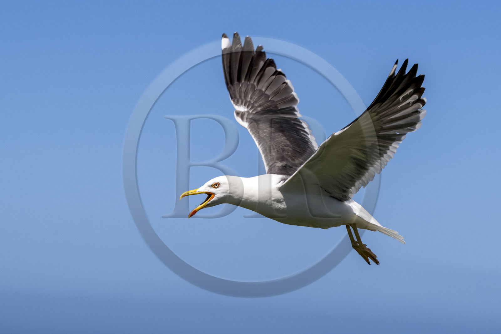 France, Finistère (29), Pays des Abers, Ile Vierge dans l'archipel de Lilia, goéland