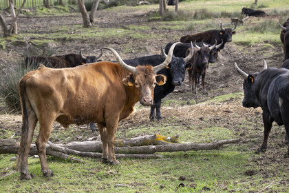 France, Gard (30), Saint-Gilles du Gard, manade Pierre Aubanel & fils, taureaux camarguais appelés Raço di Biou