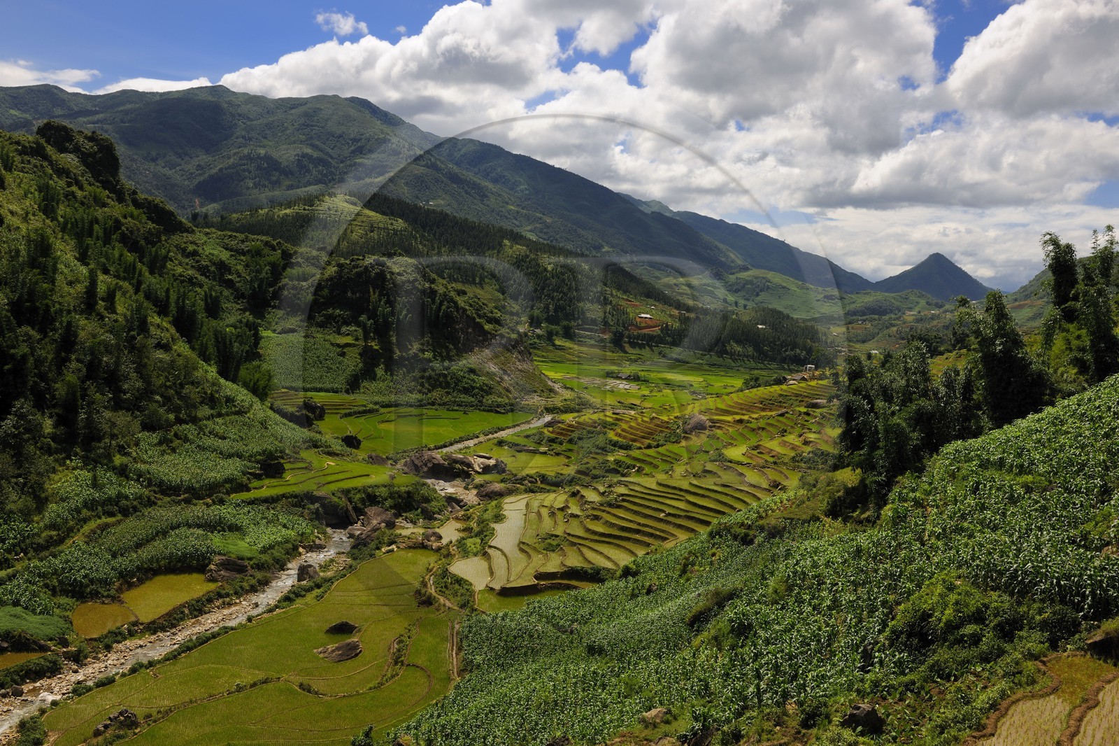 Vietnam, province de Lao Cai, région de Sapa, culture de rizières en terrasses par la minorité Hmong Noir