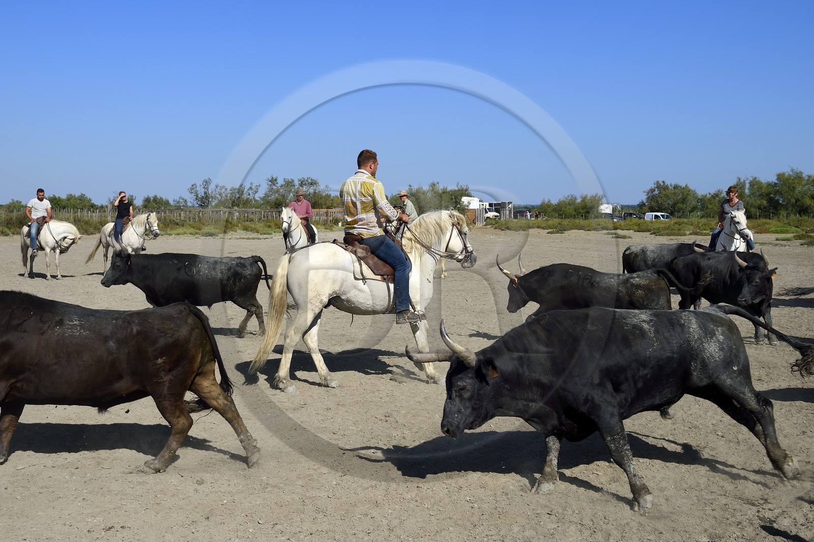 France, Bouches du Rhone, Parc naturel regional de Camargue (Regional Natural Park of Camargue), manade Jacques Mailhan, Camargue bull called Raco di Biou, the gardians sort the bulls