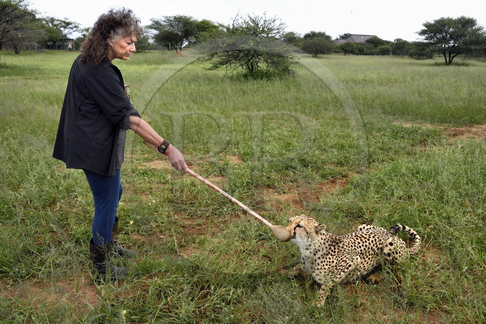 Namibie, Otjiwarongo, Cheetah Conservation Fund, centre de recherche et d'éducation, guépard (Acinonyx jubatus), récompense donnée en échange du leurre que le guépard a chassé, l'exercice a pour but de le garder en forme, Dr Laurie Marker fondatrice et directrice exécutive du CCF fondé en 1990
