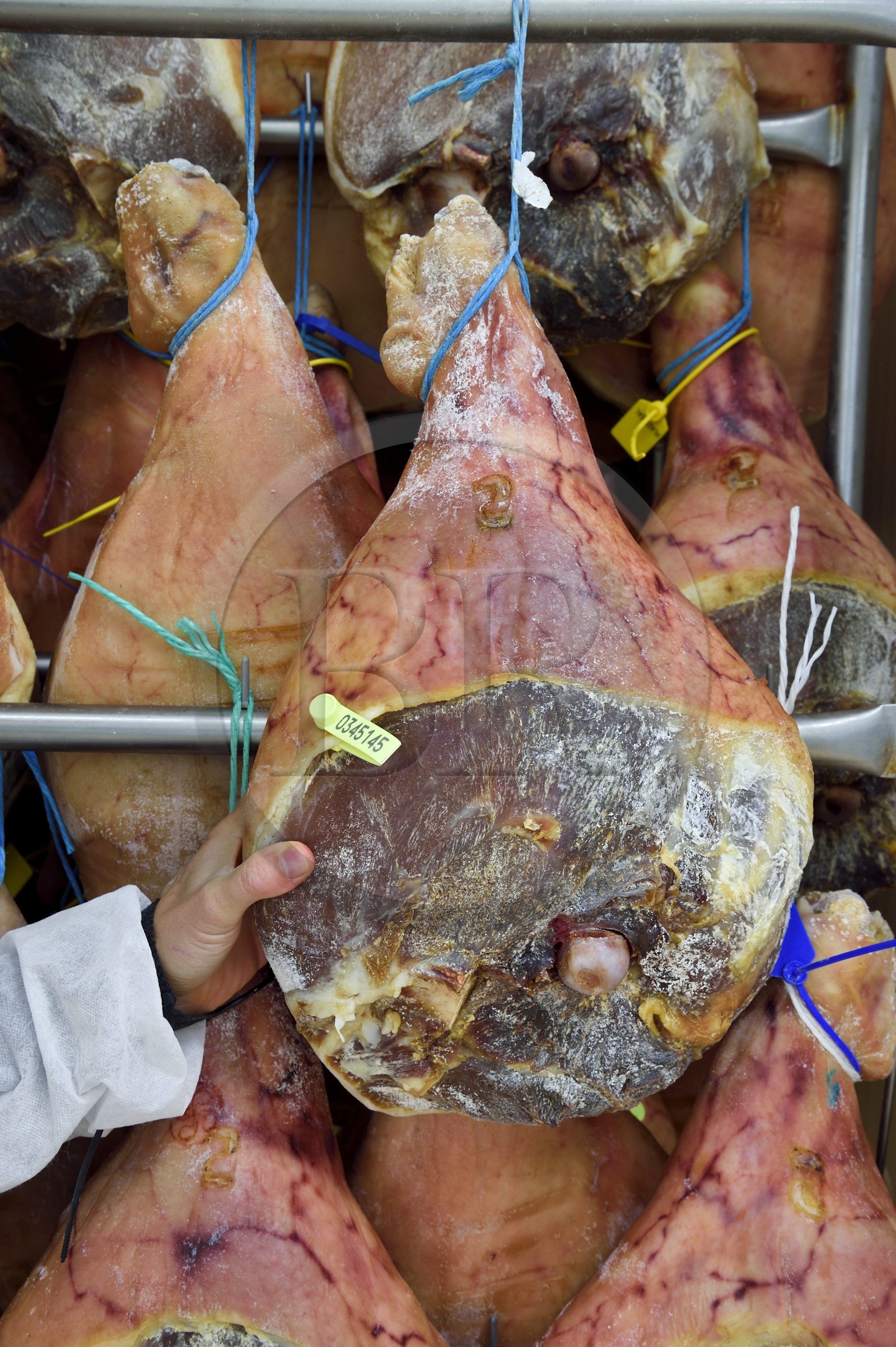 France, Pyrénées-Atlantiques (64), Pays-Basque, vallée des Aldudes, le Séchoir Collectif des Aldudes assure une prestation de séchage et l'affinage de jambons, fin de l'étuvage
