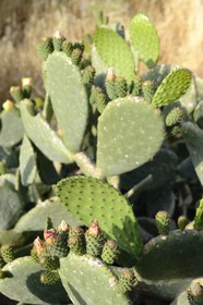 Grèce, Les Cyclades, mer Égée, île de Mykonos, figuier de barbarie