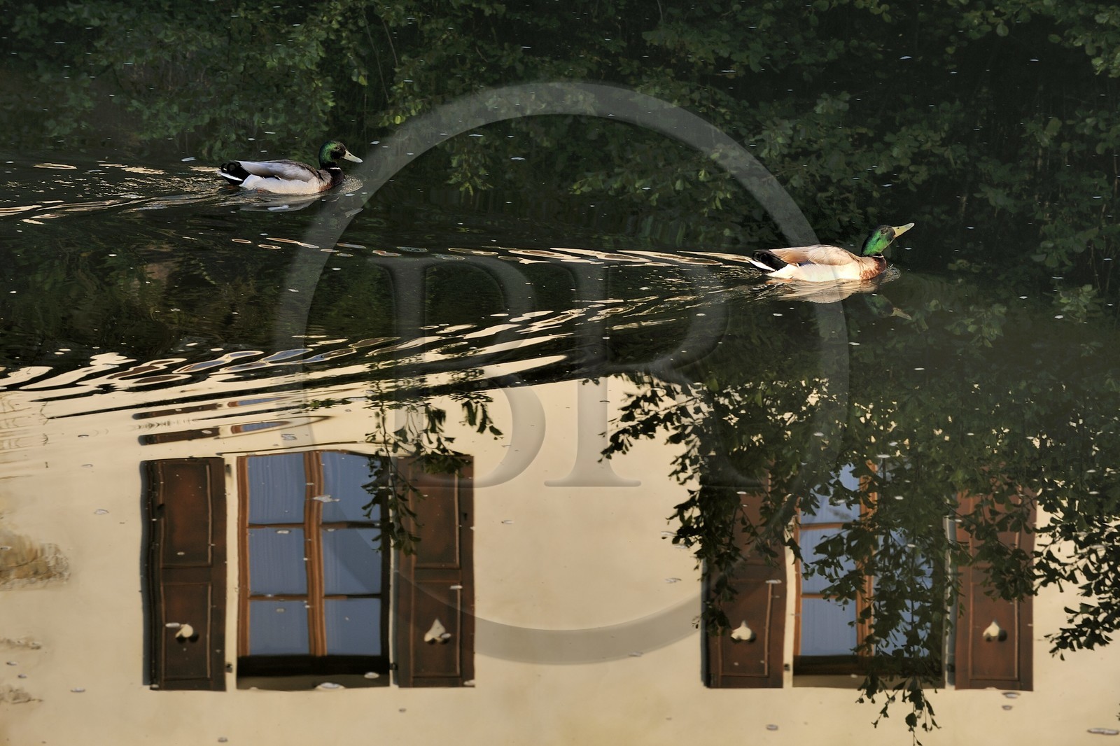 France, Côte d'Or (21), Semur-en-Auxois, canards et reflets sur la rivière l'Armançon