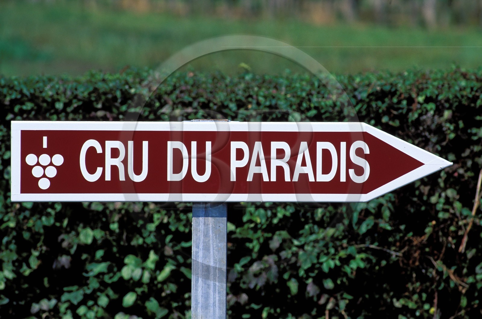 France, Hautes Pyrenees, Madiran vineyard