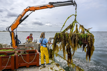 France, Finistère (29), Pays des Abers, estuaire de l'Aber Wrac'h, France haliotis élève des ormeaux en pleine mer et les nourrit exclusivement avec des algues récoltées localement à la main ici par Xavier Lesage et Gaël Douzet