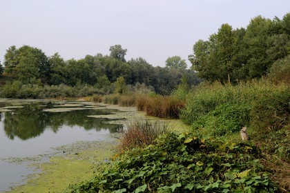 Italie, Piémont, la bataille de Marengo eut lieu le 14 juin 1800 près de la ville de Alessandria à 70 km au nord de Gênes entre les victorieuses forces françaises de Napoleon Bonaparte et l'armée autrichienne
