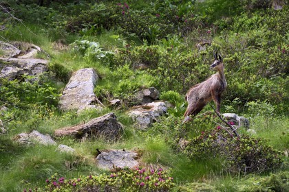 France, Alpes-Maritimes (06), parc national du Mercantour, vallée de la Valmasque, chamois (Rupicapra rupicapra)
