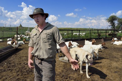 Namibie, Otjiwarongo, le Livestock Guarding Dog Program (programme chien de garde du bétail) du Cheetah Conservation Fund a été très efficace pour réduire les taux de prédation et ainsi aussi l'inclinaison des agriculteurs à piéger ou tirer sur des guépards, le fermier Paul Visser avec son chien Berger d'Anatolie entouré de ses chèvres