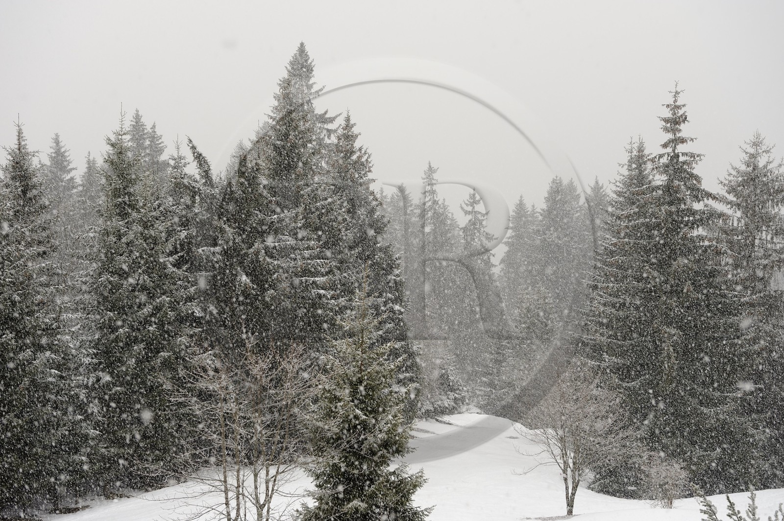 Suisse, Canton de Vaud, Villars sur Ollon, flocons de naige