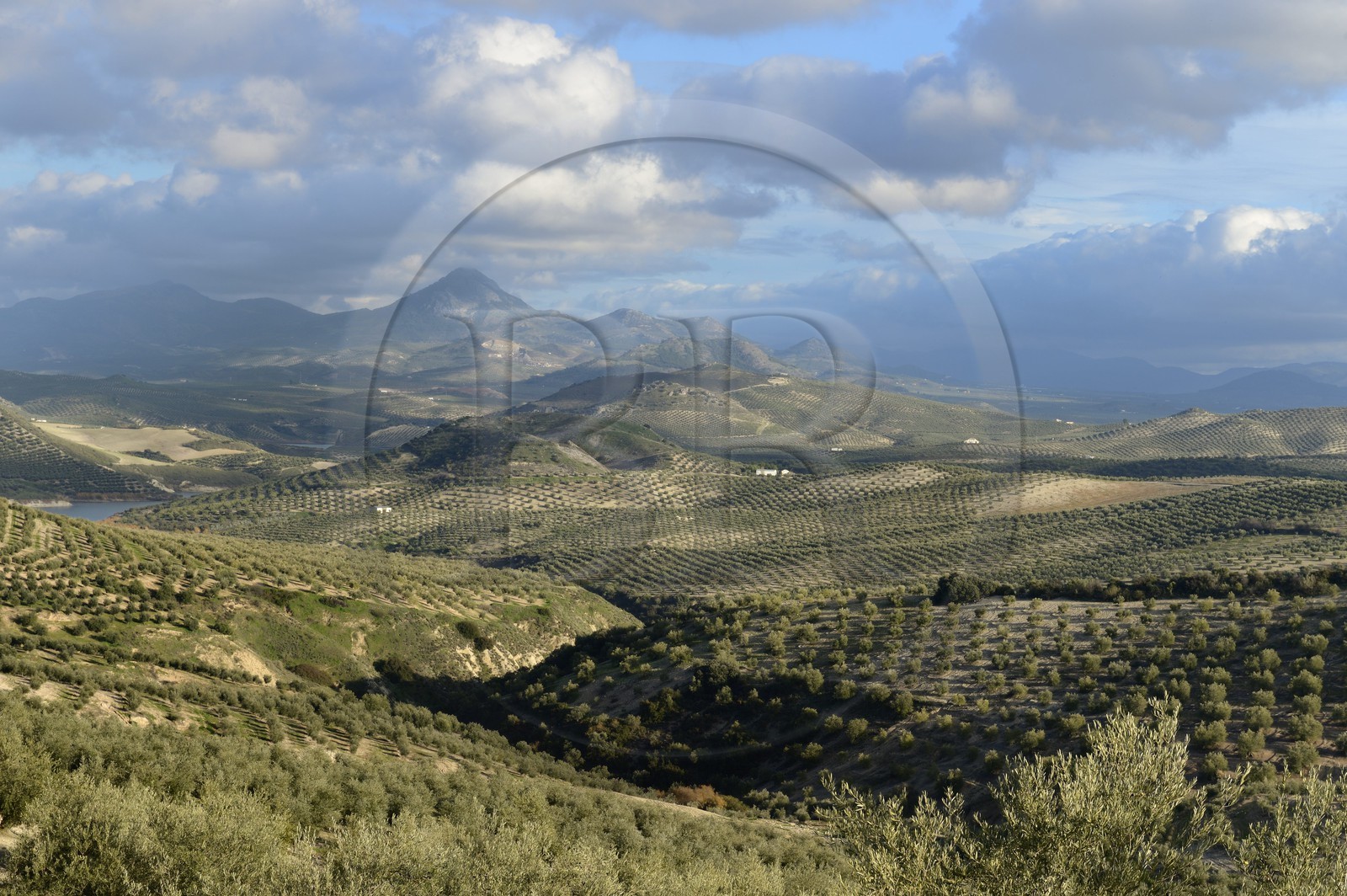 Espagne, Andalousie, province de Jaén, champs d'oliviers au sud de Martos entre Baena et Alcaudete, la Sierra Magina en arrière plan