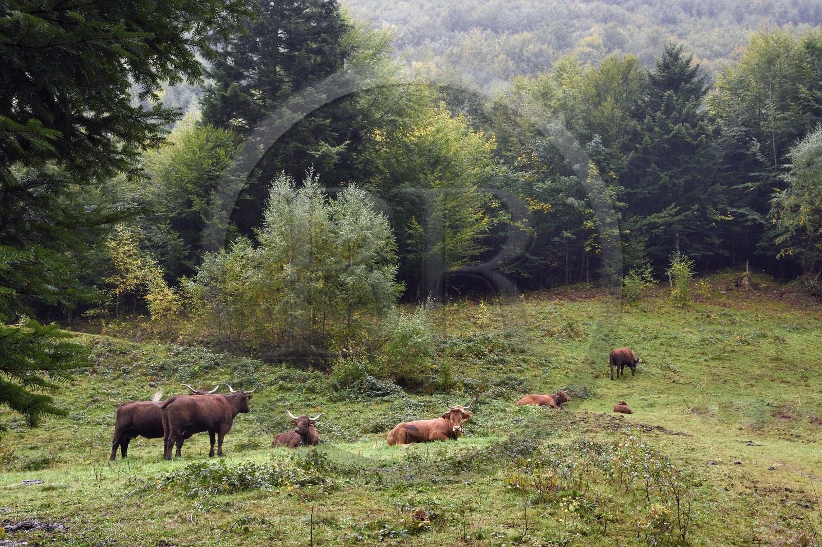 France, Haut Rhin, Ballons des Vosges Regional Natural Park, Storckensohn valley West of Fellering, herd of cows at the edge of the forest