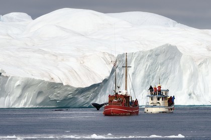 Groenland, cote ouest, baie de Disko, Ilulissat, fjord glacé classé Patrimoine Mondial de l'UNESCO qui est l’embouchure maritime du glacier Sermeq Kujalleq, ancien bateau de pêche reconverti pour la découverte des icebergs et l'observation des baleines à bosse ou rorquals à bosse (Megaptera novaeangliae)