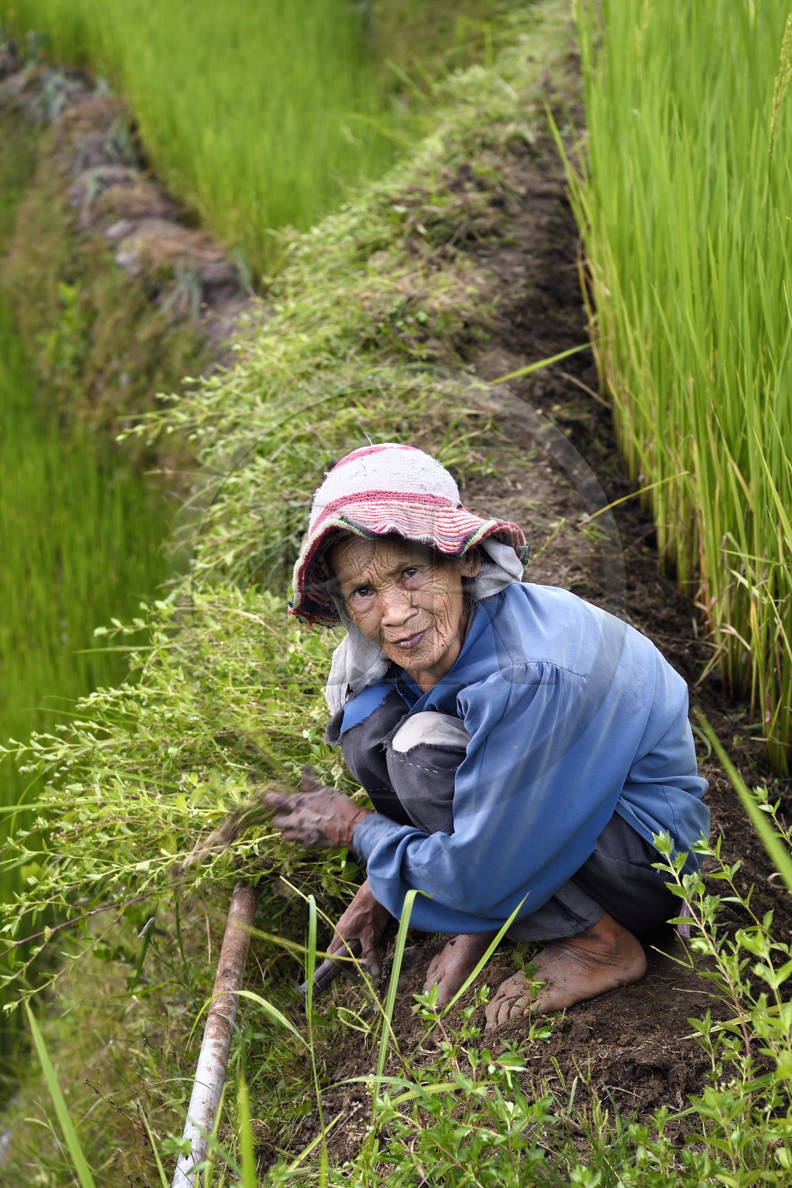 Philippines, Ifugao province, Banaue rice terraces around the village of Cambulo, listed as World Heritage by UNESCO, old woman weeding her plot