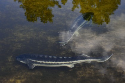 France, Dordogne (24), Périgord Blanc, Neuvic, Domaine Huso, société de production du Caviar de Neuvic, esturgeon sibérien (Acipenser baerii)