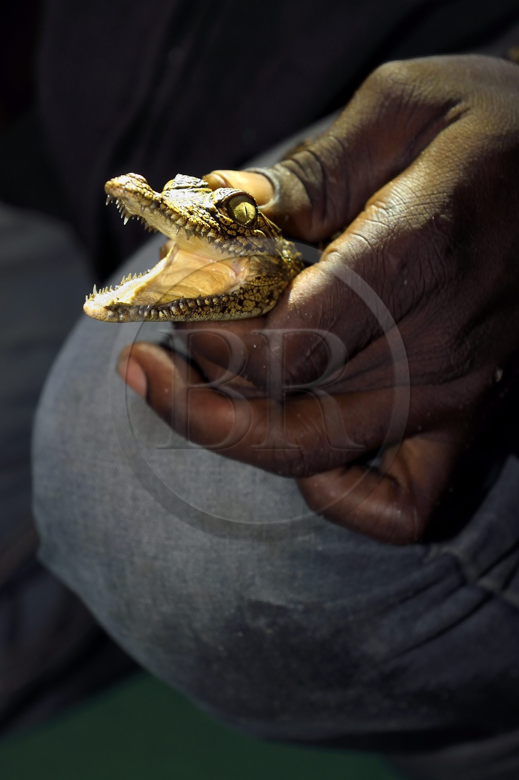 Gabon, province de Ogooué- Maritime, Parc National du Loango, observation de nuit d'un jeune crocodile dans la Lagune Iguéla