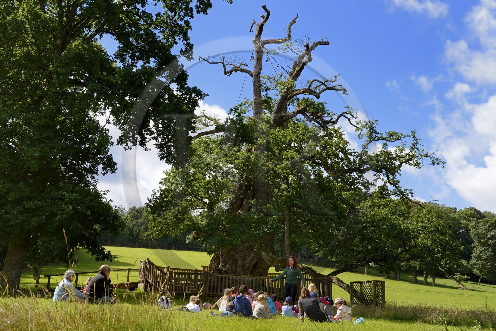 France, Morbihan (56), forêt de Brocéliande, le Chêne à Guillotin aussi appelé chêne Eon est chêne creux de plus de 1000 ans, une guide et des élèves lors d'une sortie scolaire