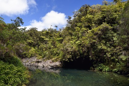 France, Ile de la Reunion, Parc National de la Réunion classé Patrimoine Mondial de l'UNESCO, La Plaine des Palmistes, forêt de Bébour, sentier de randonnée Cassé de Takamaka, Bassin des Hirondelles