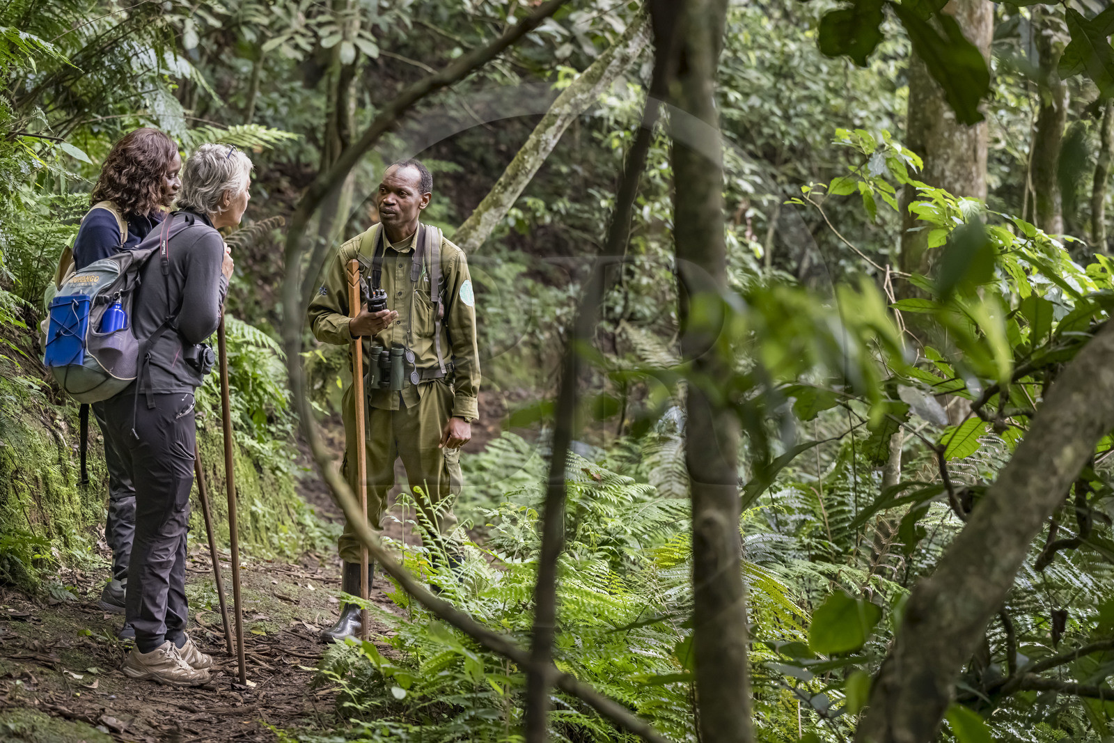 Rwanda, Province de l’Ouest, Nyakabuye, Parc national de Nyungwe, forêt tropicale humide naturelle de Cyamudongo, le garde de African Parks Claver Mtoyinkima guidant des touristes sur la piste des chimpanzés pendant un safari à pied