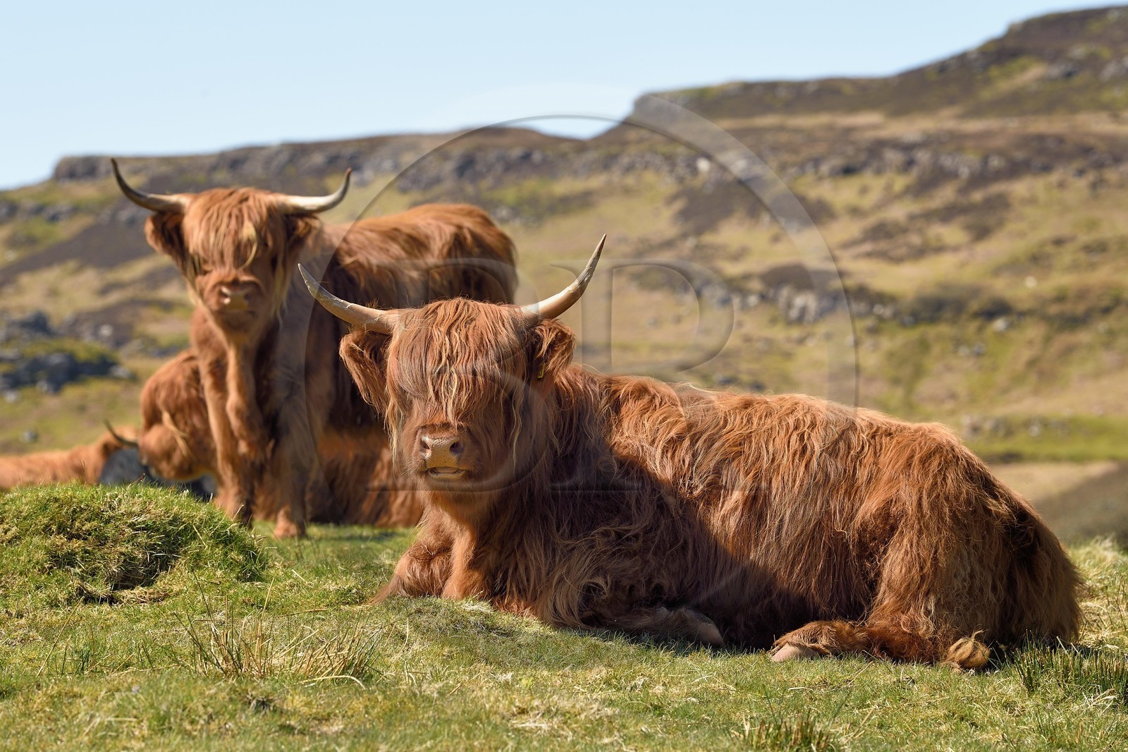 Royaume-Uni, Ecosse, Highland, Hébrides intérieures, Ile de Mull, vaches de race Highland