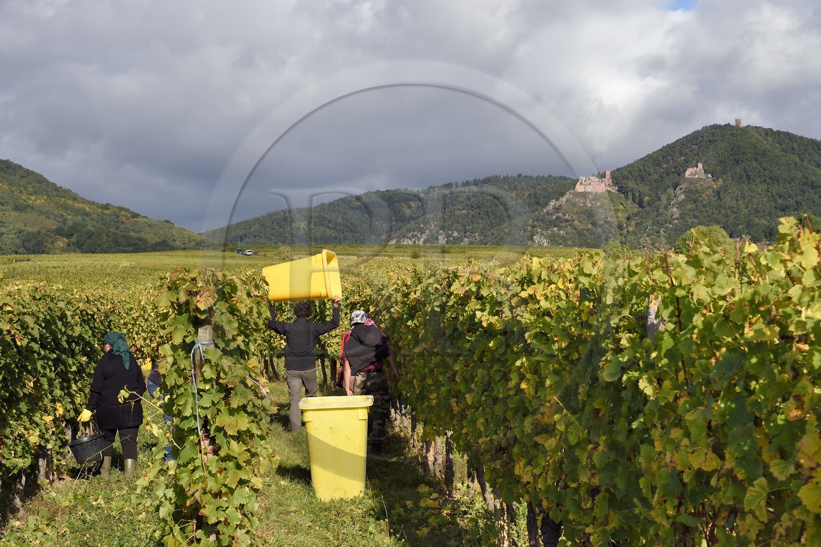 France, Haut-Rhin (68), Route des vins d'Alsace, Ribeauvillé, vendanges sur une parcelle du Domaine viticole Marcel Deiss et les trois chateaux de Ribeauvillé en arrière plan