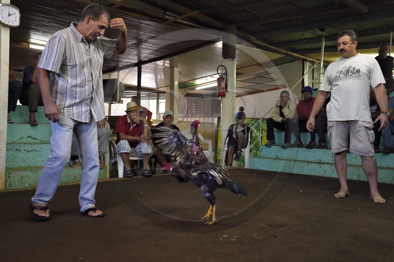 France, Ile de la Reunion, Petit Tampon, combat de coqs dans le Rond de Coq