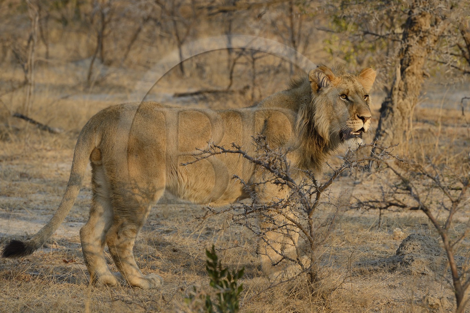 Zimbabwe, Midlands Province, Gweru, Antelope Park home to ALERT (African Lion and Environmental Research Trust), young lion (panthera leo)