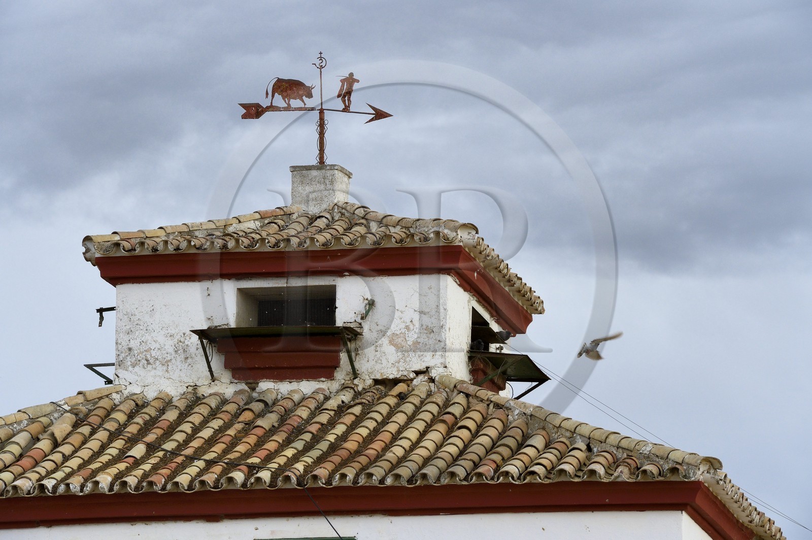 Espagne, Andalousie, province de Séville, Utrera, domaine El Toruno, élevage de taureaux de combat
