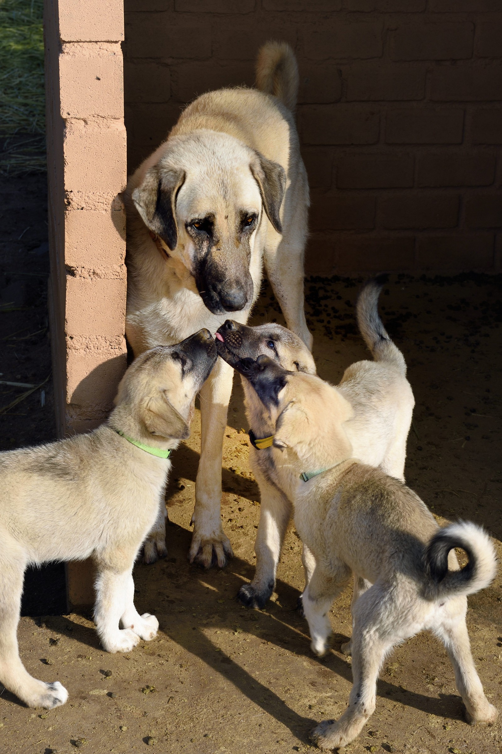 Namibia, Otjiwarongo, Cheetah Conservation Fund, research and education centre, CCF’s Livestock Guarding Dog Program has been highly effective at reducing predation rates and thereby reducing the inclination by farmers to trap or shoot cheetahs, Anatolian shepherd Kangal dog breeding