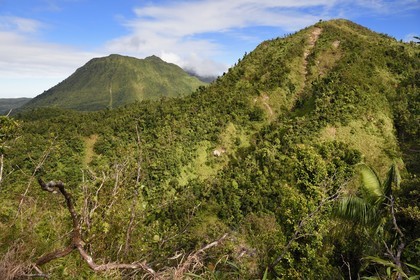 Caraïbes, Ile de la Dominique, Castle Bruce, Parc national du Morne Trois Pitons classé Patrimoine Mondial de l'UNESCO, le long du sentier traversant la forêt tropicale et menant à la la Vallée de la Désolation puis au Boiling Lake