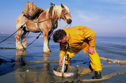 Belgique, Flandre-Occidentale, plage de Oostduinkerke, Rolland est un des derniers pêcheurs de crevettes à cheval